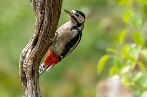 Great Spotted Woodpecker;Dendrocoposmajor; bird; woodpecker; birdphotography