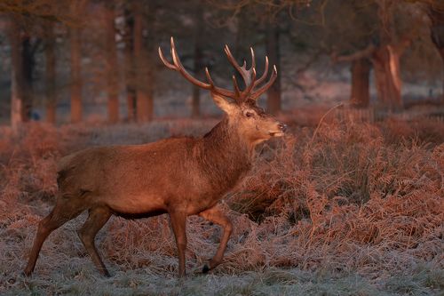 Early morning stag