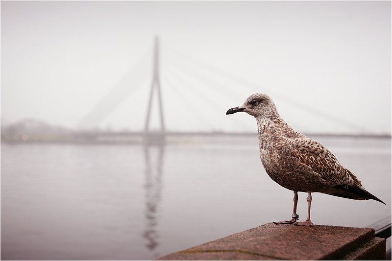 рига, латвия, река, мост, чайка, печаль Почему я не вижу здесь кораблей?photo preview