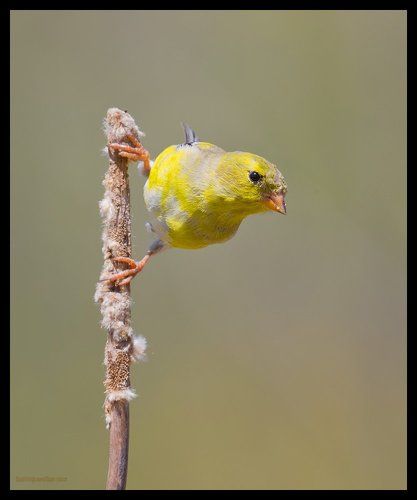 Американский чиж - American Goldfinch