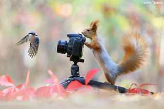 О фотосъёмке птиц в полёте