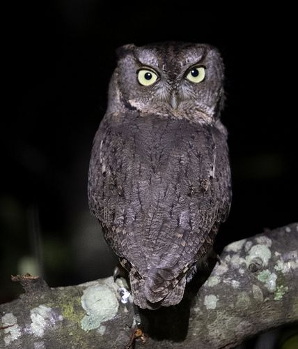 Tawny Owl - Серая неясыть