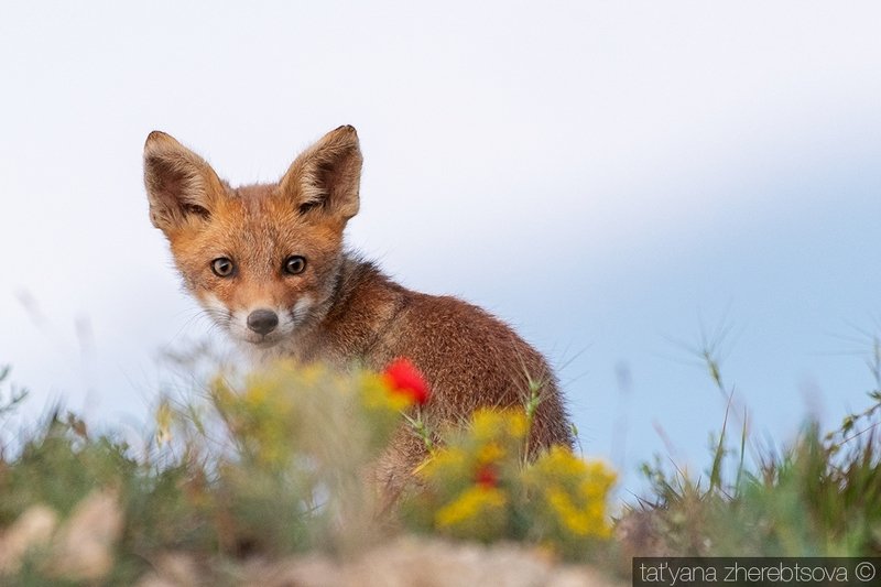 fox, my-mriya, mymriya, wildlife, Лисята. Сезон 2020photo preview