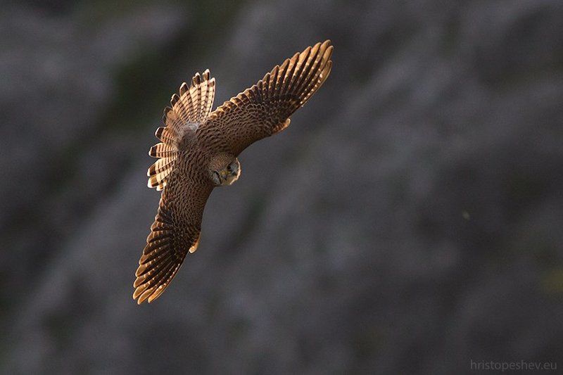Обыкновeнная пустельгa (Falco tinnunculus)photo preview