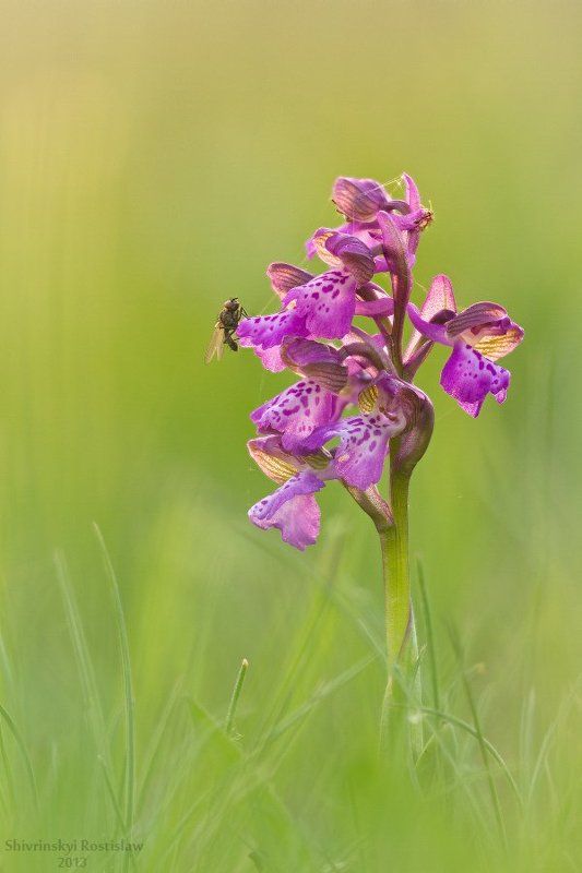 Первая орхидеяphoto preview