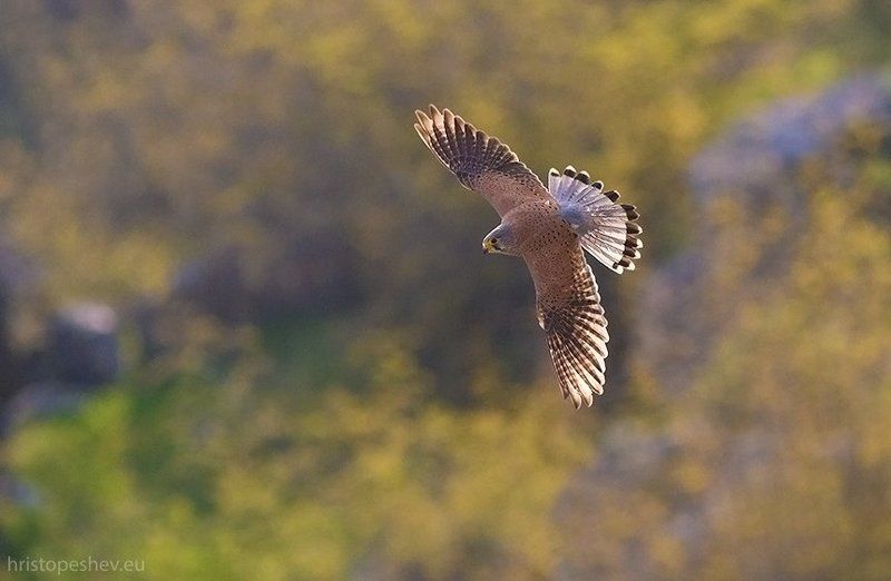 Обыкновeнная пустельгa (Falco tinnunculus)photo preview