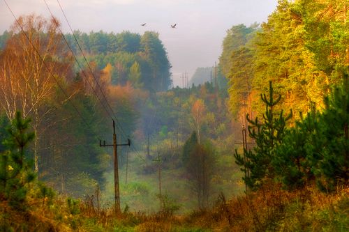 The beauty of Polish forests