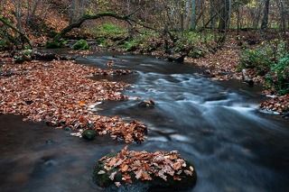 Autumn in river