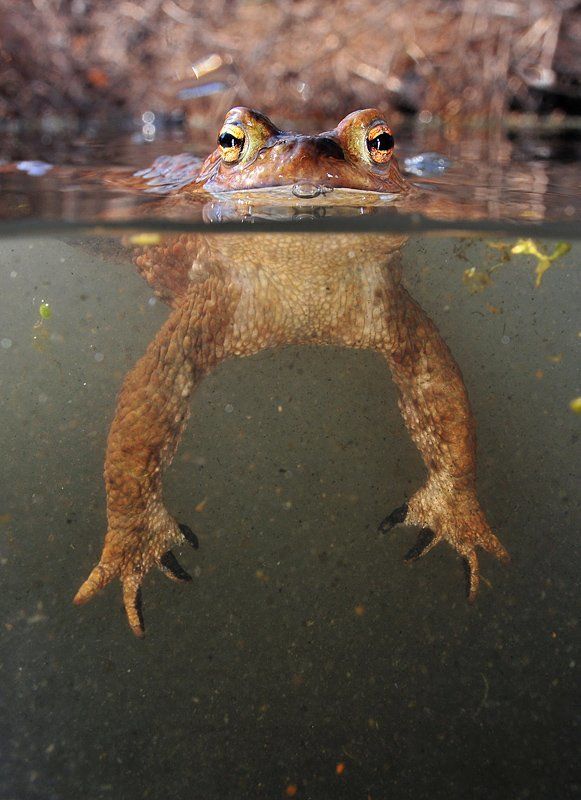 Майские жабыphoto preview