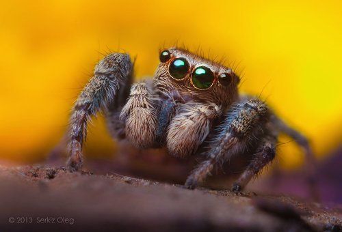 “Green-Eyed” Male Jumping Spider Evarcha falcata