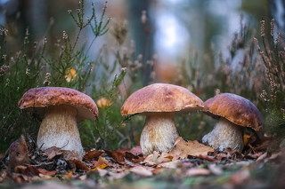 Три богатыря