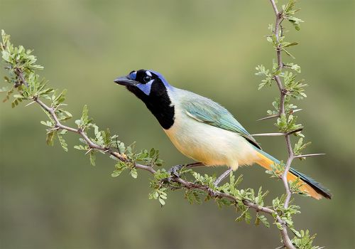 Зелёная Перуанская разноцветная сойка - Green Jay