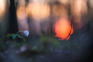 Весенние сны