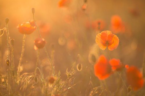 Morning on the poppy meadow