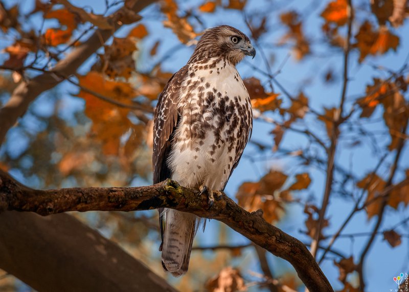 Red-shouldered Hawkphoto preview