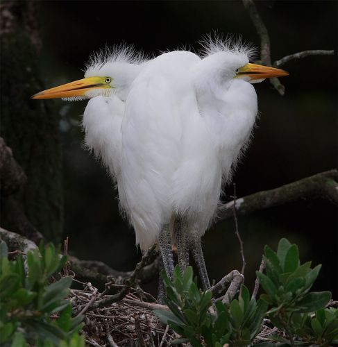 Птенцы. Большая белая цапля - Great Egret.