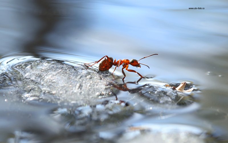 макро, природа, насекомые, муравей, осень, лужа, лед Первые заморозкиphoto preview