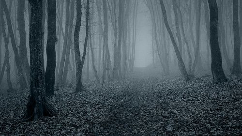 Про чернобелый лес и одинокий скворечник в тумане...