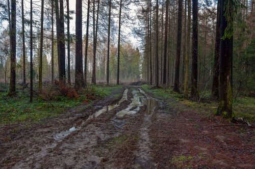 Лесная грязевая дорога фото