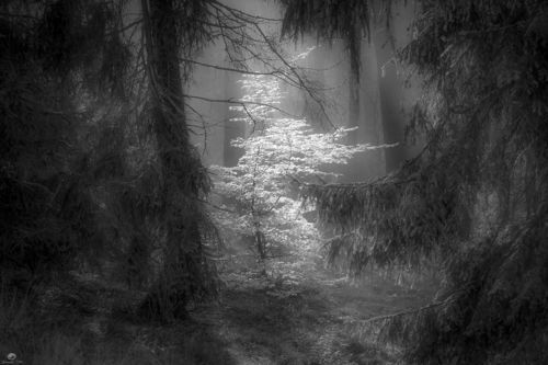 Forest atmosphere - B&W