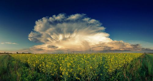 Cloud over a rapeseed field