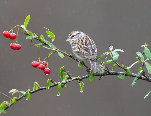 Chipping sparrow - Обыкновенная воробьиная овсянка