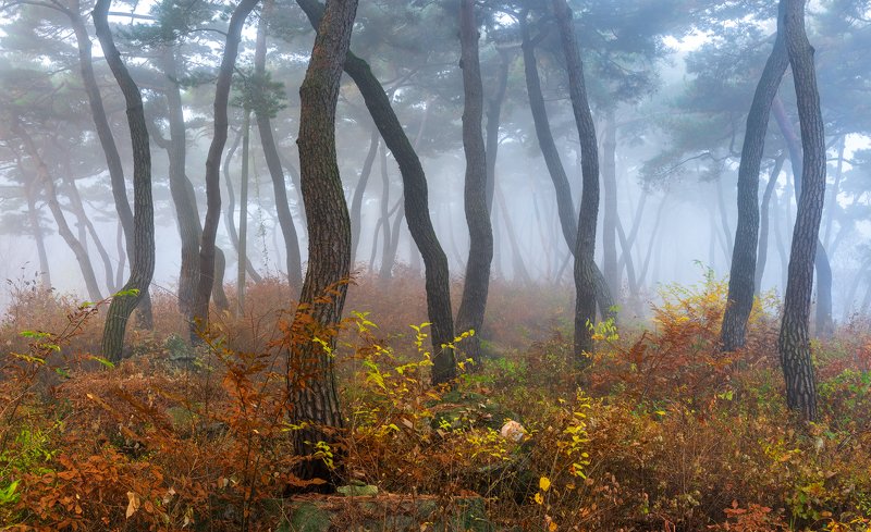 forest, light, park, trees, pine, korea, colors, tree trunk, dance Peaceful autumn morningphoto preview
