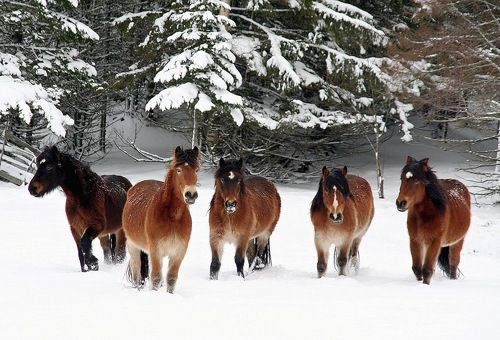 Рыжие кони на белом снегу