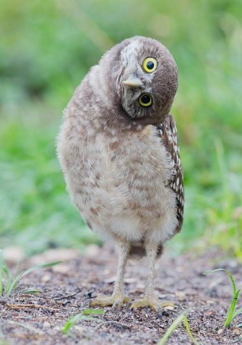 Сычики - Burrowing owls