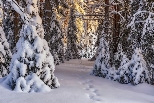 Зимний лес, с утра мороз...