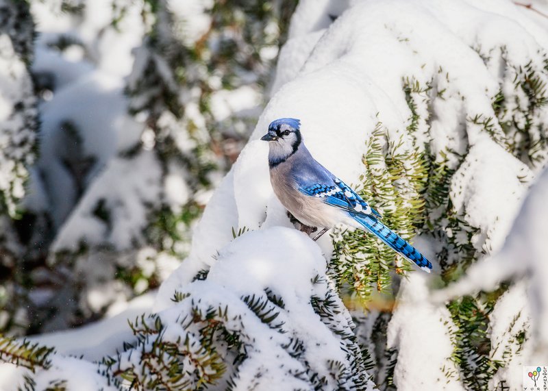 Blue Jay in Snowphoto preview