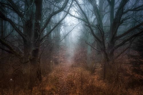 Tajemnicza atmosfera z mgłą między drzewami
