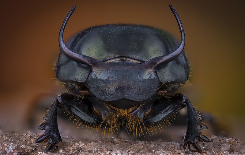 coleoptera, scarabaeidae, onthophagus taurus Onthophagus taurusphoto preview