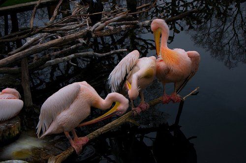 Сегодня у меня фотонька розовых пеликанов)