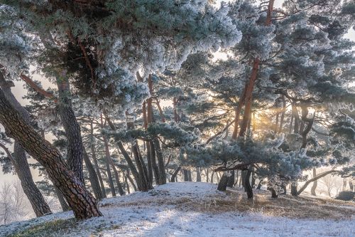 Frozen pine forest of namhangang