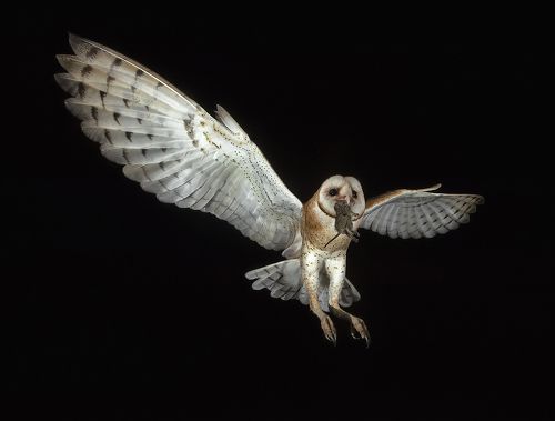 Barn Owl - Обыкновенная сипуха.