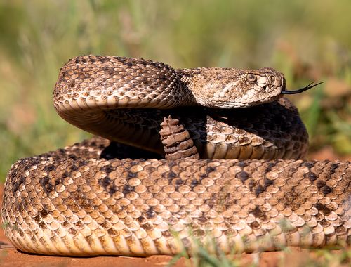 Техасский гремучник -Western diamondback rattlesnake