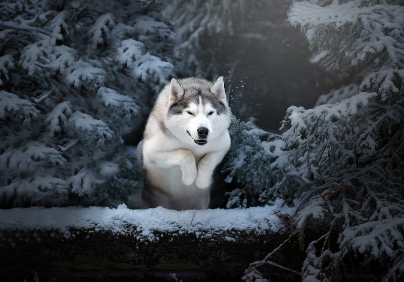 хаски охота снежный лес зима снег прыжок серебряный волк  Охотаphoto preview