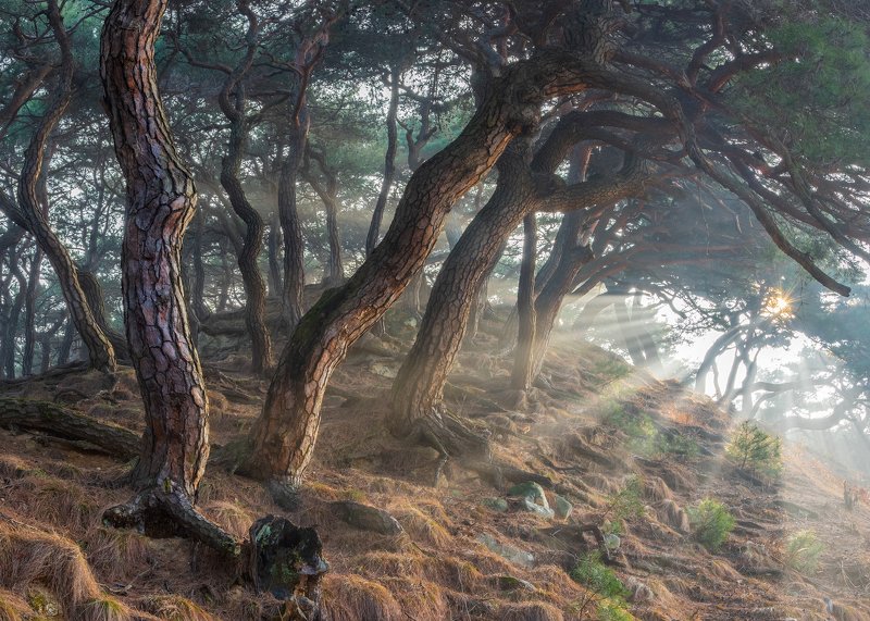 forest, winter, place, korea, trees, pine Sacred Pine Treesphoto preview