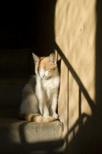 Котенок и солнце