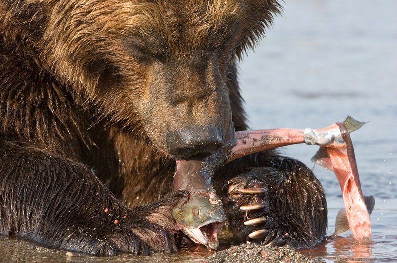 медведь, bear, горшков, gorshkov Медведьphoto preview