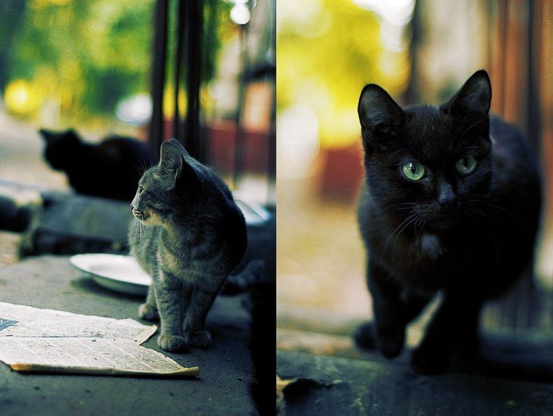 кот, кошка, коты, осень, *photo preview