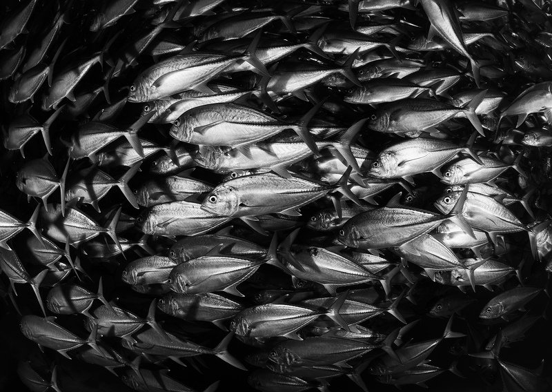 стая, рыба, черное, блеск, чешуя, филиппины Потокphoto preview