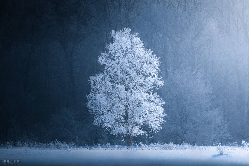 дерево, иней, зима, мороз Равновесиеphoto preview