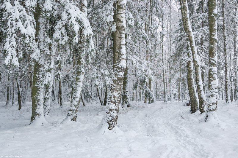 зима, пейзаж, лес, природа Намело немного снегаphoto preview
