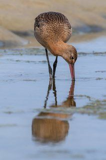 Большой веретенник (Limosa limosa).