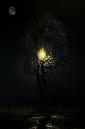 Климат ночью ( Tree of the Night )