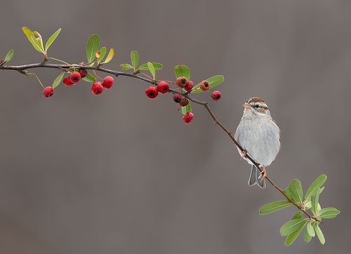 Chipping sparrow. Обыкновенная воробьиная овсянка