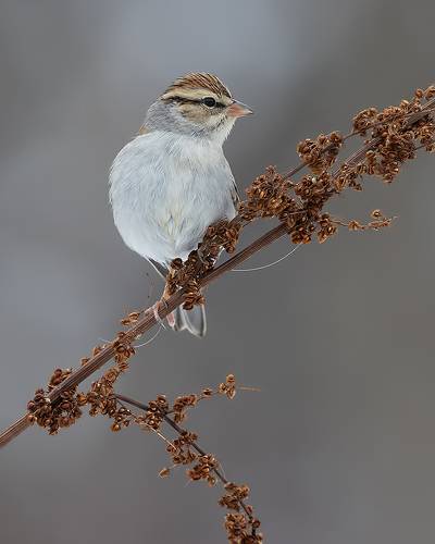 Chipping sparrow. Обыкновенная воробьиная овсянка