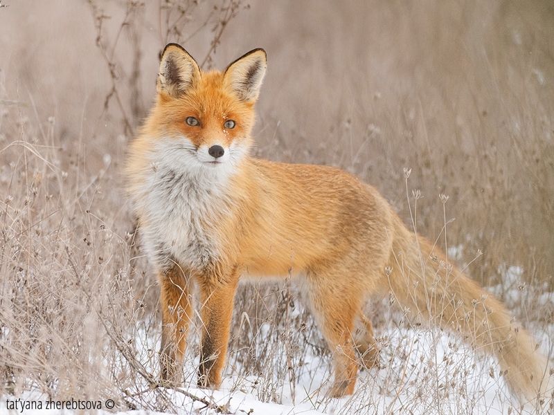 fox, my-mriya, mymriya, wildlife, Рыжая воровка!photo preview